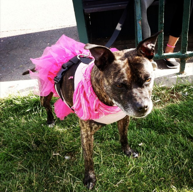 Staffy tutu